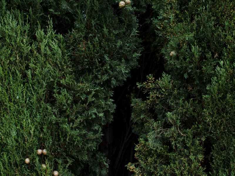 En quoi la nature nous apporte&nbsp;réconfort